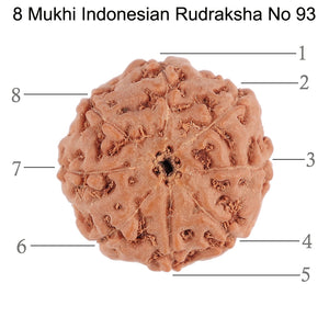 8 Mukhi Rudraksha from Indonesia - Bead No. 93