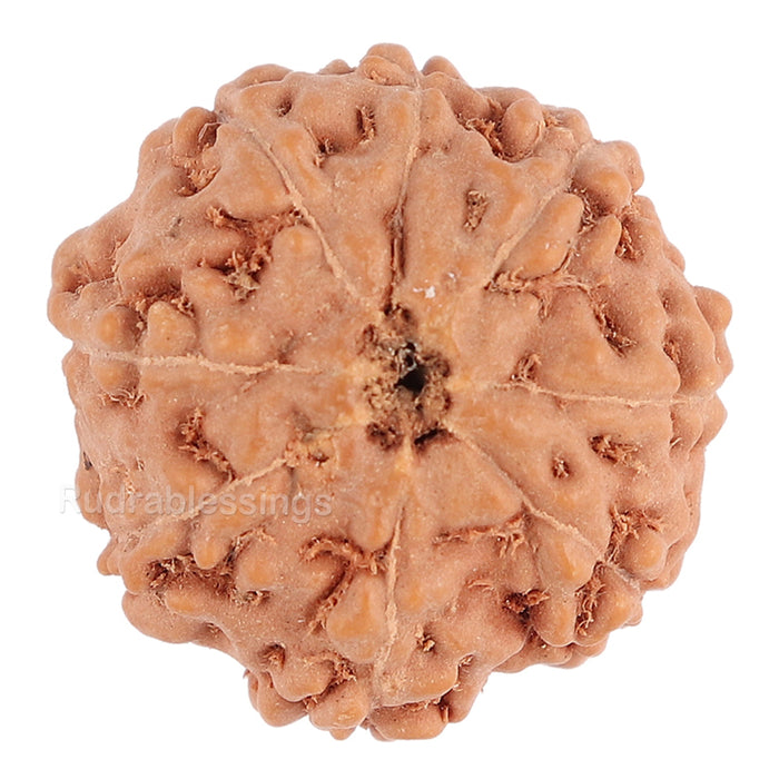 8 Mukhi Rudraksha from Indonesia - Bead No. 94