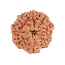 Load image into Gallery viewer, 8 Mukhi Rudraksha from Indonesia - Bead No. 94
