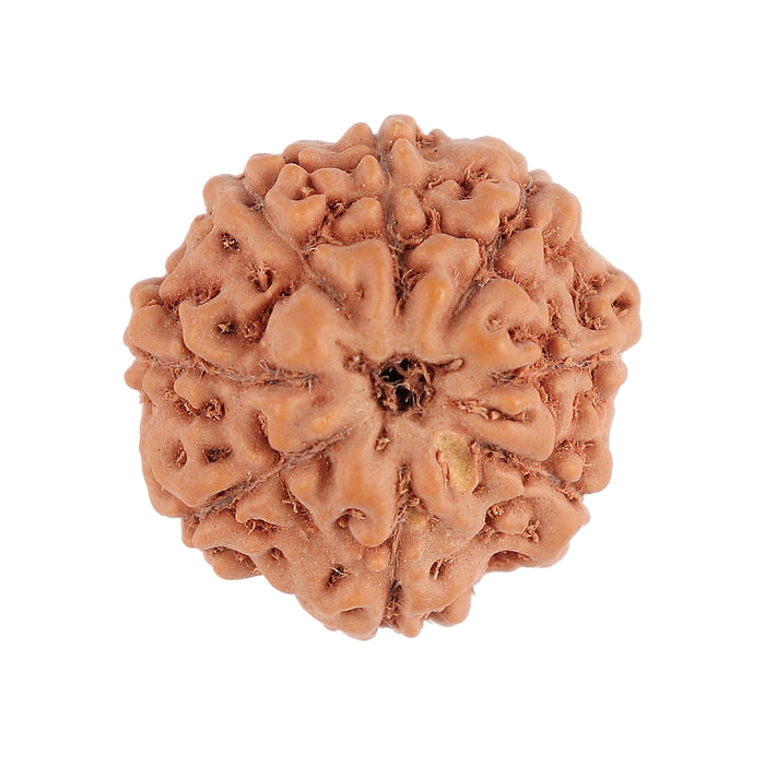 8 Mukhi Rudraksha from Indonesia - Bead No. 94