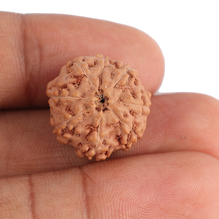 8 Mukhi Rudraksha from Indonesia - Bead No. 94
