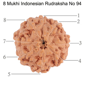 8 Mukhi Rudraksha from Indonesia - Bead No. 94