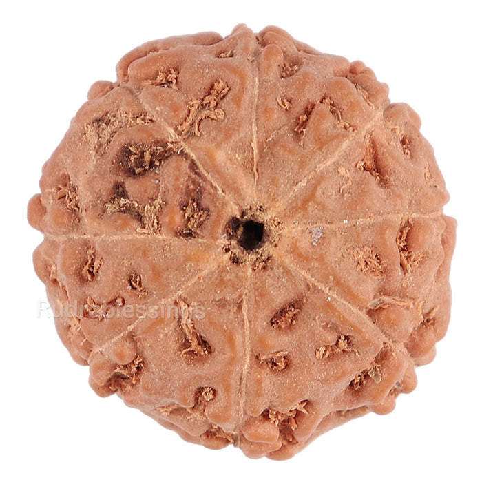 8 Mukhi Rudraksha from Indonesia - Bead No. 95