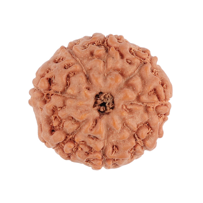 8 Mukhi Rudraksha from Indonesia - Bead No. 95