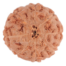 Load image into Gallery viewer, 8 Mukhi Rudraksha from Indonesia - Bead No. 96
