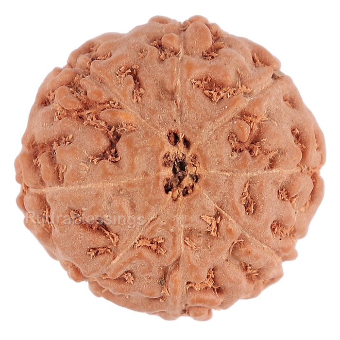 8 Mukhi Rudraksha from Indonesia - Bead No. 96