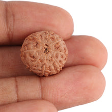 Load image into Gallery viewer, 8 Mukhi Rudraksha from Indonesia - Bead No. 96
