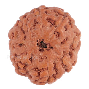 8 Mukhi Rudraksha from Indonesia - Bead No. 98
