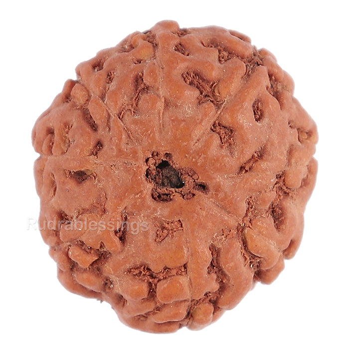 8 Mukhi Rudraksha from Indonesia - Bead No. 98