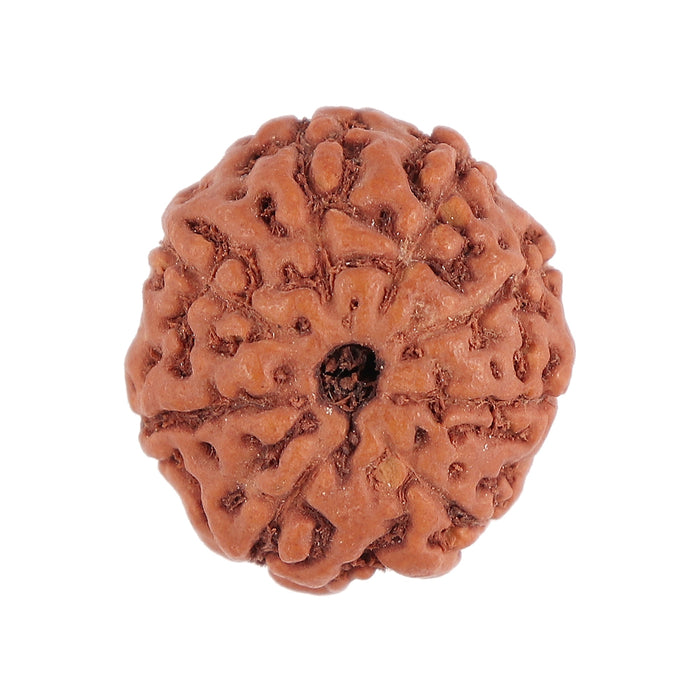 8 Mukhi Rudraksha from Indonesia - Bead No. 98
