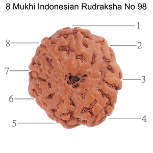 8 Mukhi Rudraksha from Indonesia - Bead No. 98