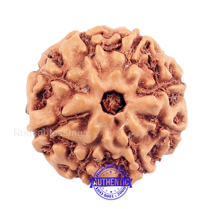 8 Mukhi Indonesian Rudraksha with Om Marking