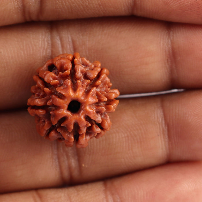 8 Mukhi Nepalese Rudraksha - Bead No. 27