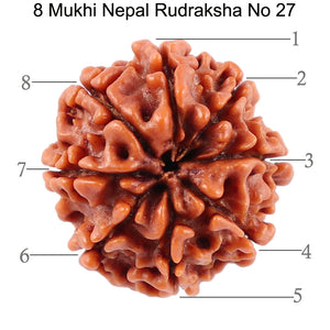 8 Mukhi Nepalese Rudraksha - Bead No. 27