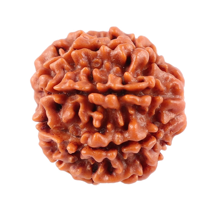 8 Mukhi Nepalese Rudraksha - Bead No. 27