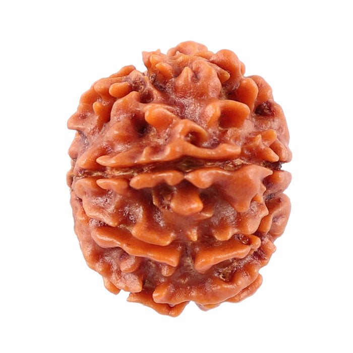 8 Mukhi Nepalese Rudraksha - Bead No. 28