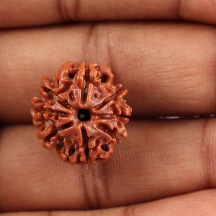 8 Mukhi Nepalese Rudraksha - Bead No. 29