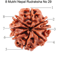 Load image into Gallery viewer, 8 Mukhi Nepalese Rudraksha - Bead No. 29
