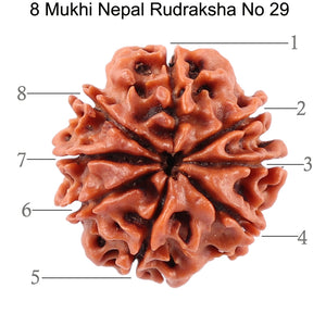 8 Mukhi Nepalese Rudraksha - Bead No. 29