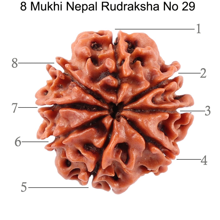 8 Mukhi Nepalese Rudraksha - Bead No. 29