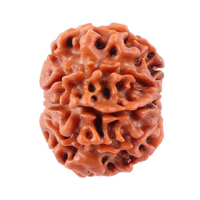 8 Mukhi Nepalese Rudraksha - Bead No. 29