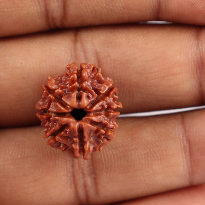 8 Mukhi Nepalese Rudraksha - Bead No. 30