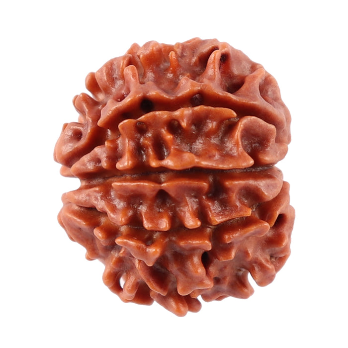 8 Mukhi Nepalese Rudraksha - Bead No. 30