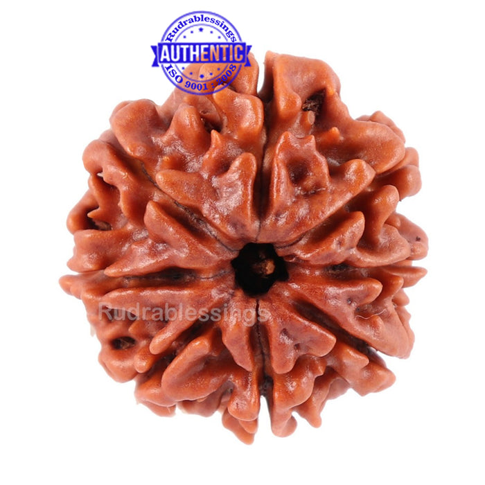 8 Mukhi Nepalese Rudraksha - Bead No. 33