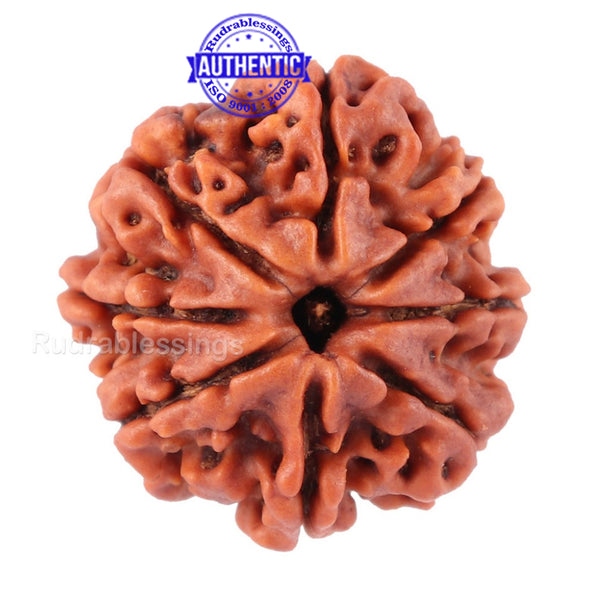 8 Mukhi Nepalese Rudraksha - Bead No. 35