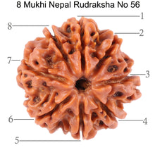 Load image into Gallery viewer, 8 Mukhi Nepalese Rudraksha - Bead No. 56
