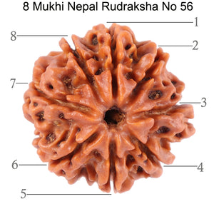 8 Mukhi Nepalese Rudraksha - Bead No. 56