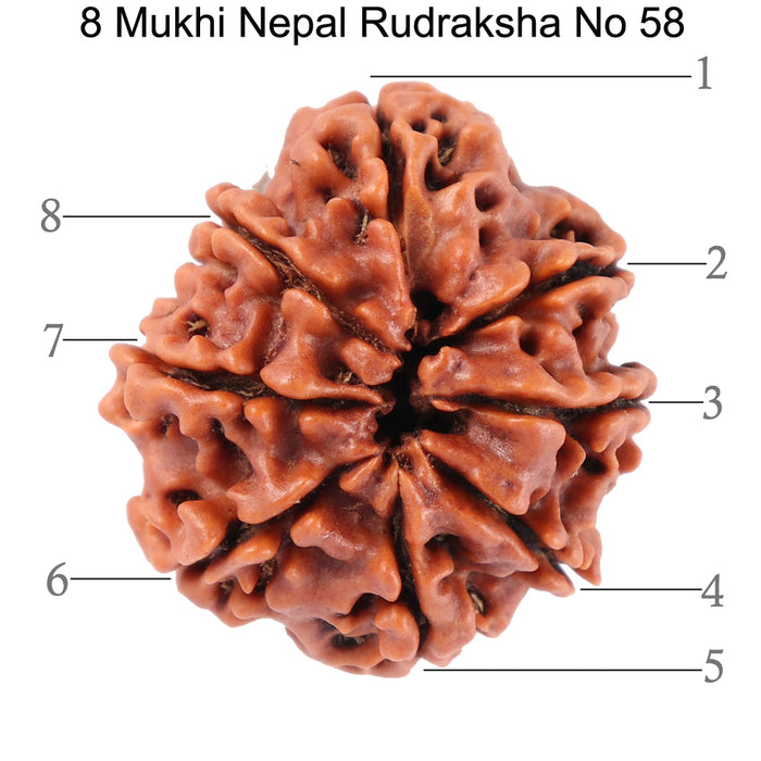 8 Mukhi Nepalese Rudraksha - Bead No. 58