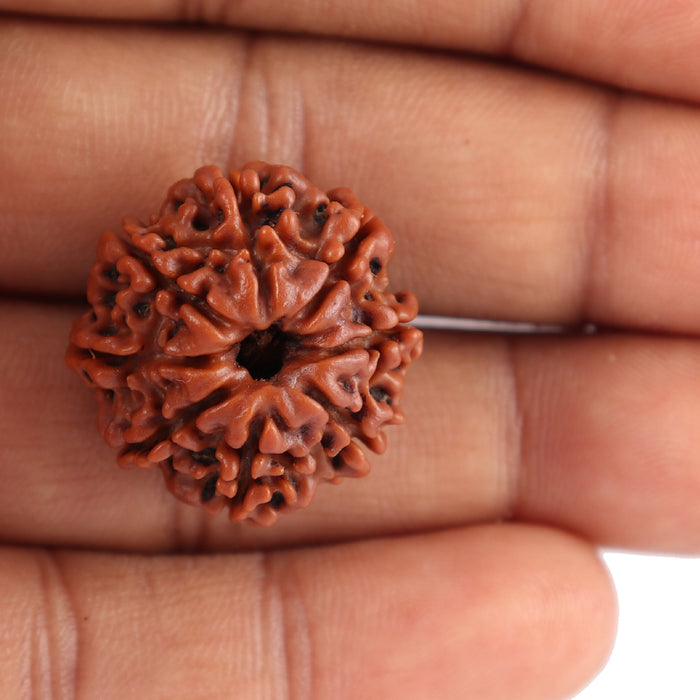 8 Mukhi Nepalese Rudraksha - Bead No. 59