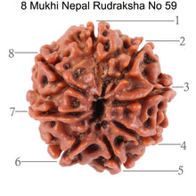 Load image into Gallery viewer, 8 Mukhi Nepalese Rudraksha - Bead No. 59
