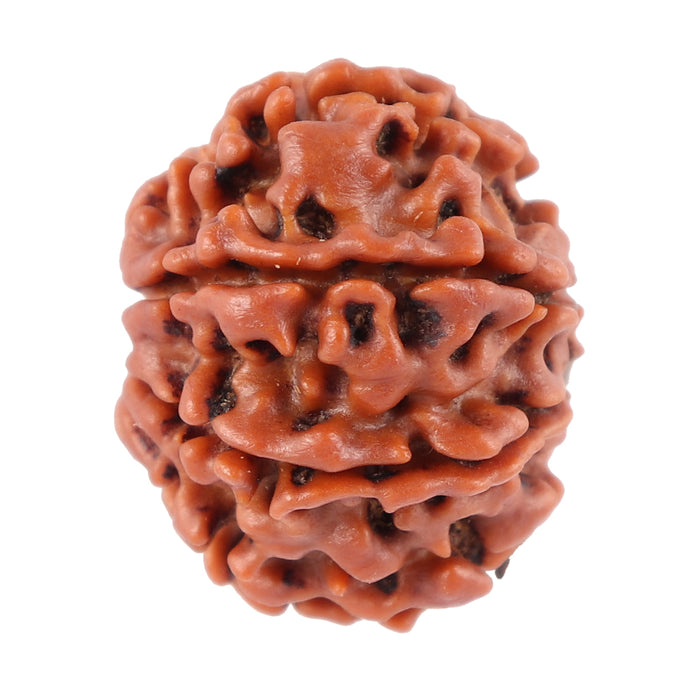 8 Mukhi Nepalese Rudraksha - Bead No. 59