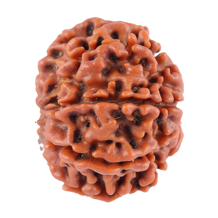 8 Mukhi Nepalese Rudraksha - Bead No. 59