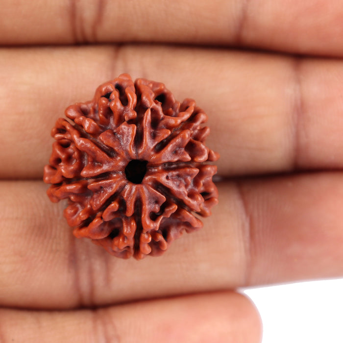 8 Mukhi Nepalese Rudraksha - Bead No. 60