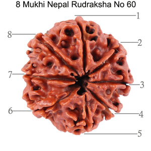 8 Mukhi Nepalese Rudraksha - Bead No. 60