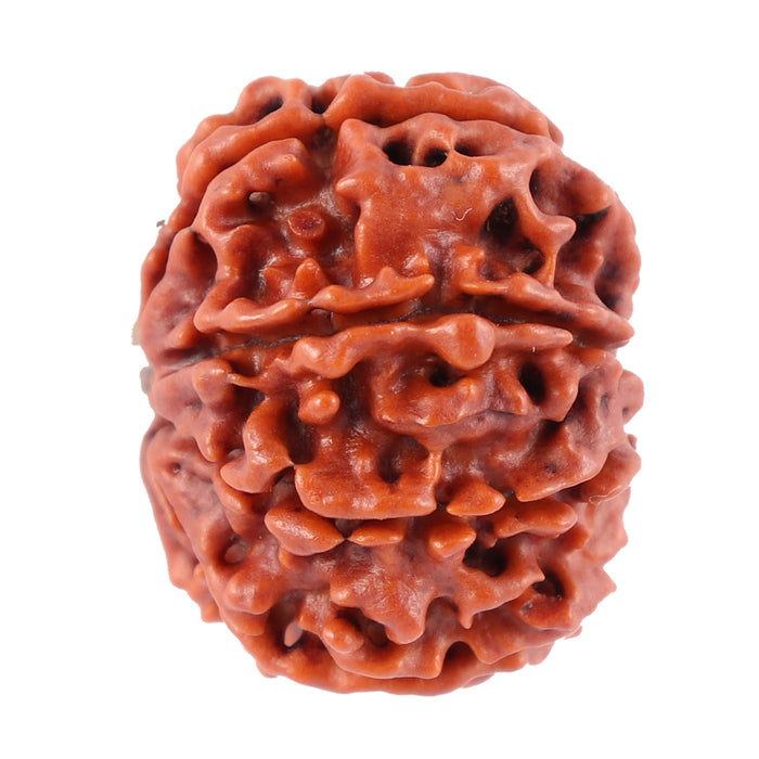 8 Mukhi Nepalese Rudraksha - Bead No. 60