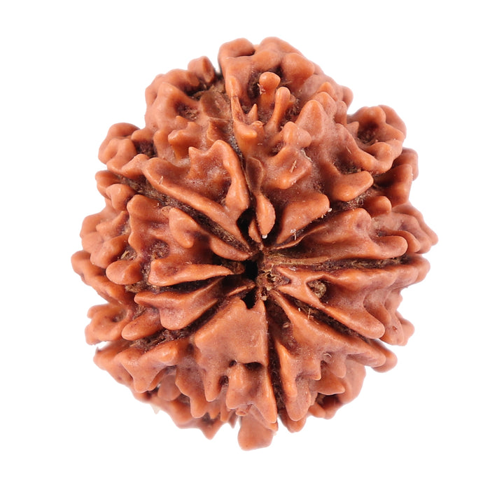 8 Mukhi Nepalese Rudraksha - Bead No. 61