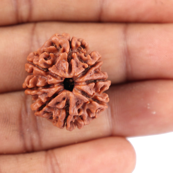 8 Mukhi Nepalese Rudraksha - Bead No. 61