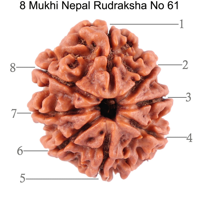 8 Mukhi Nepalese Rudraksha - Bead No. 61