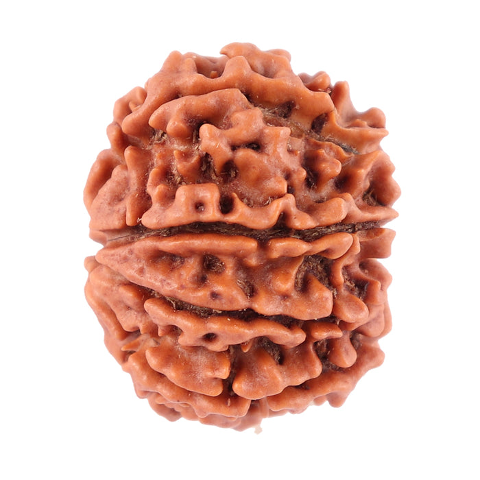 8 Mukhi Nepalese Rudraksha - Bead No. 61