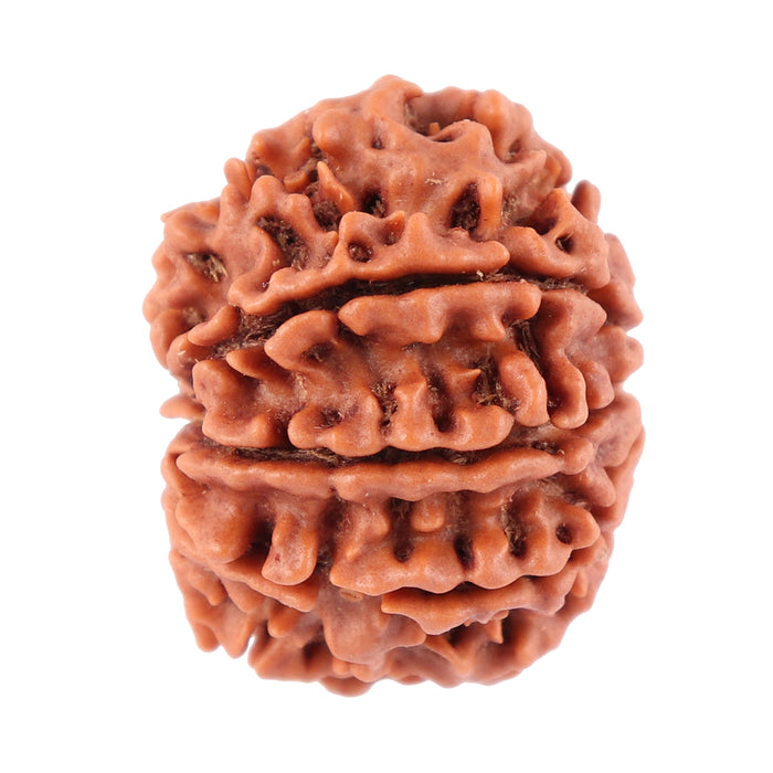8 Mukhi Nepalese Rudraksha - Bead No. 61