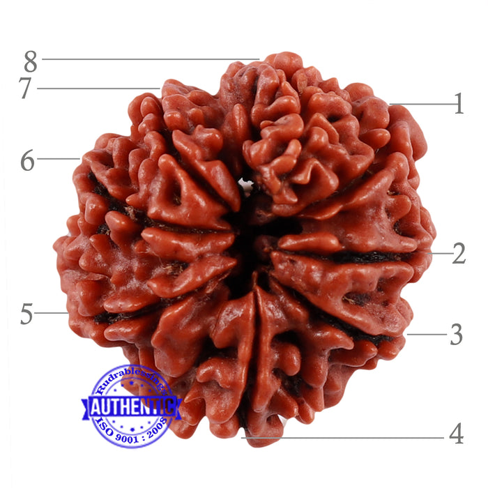 8 Mukhi Nepalese Rudraksha - Bead No. 63
