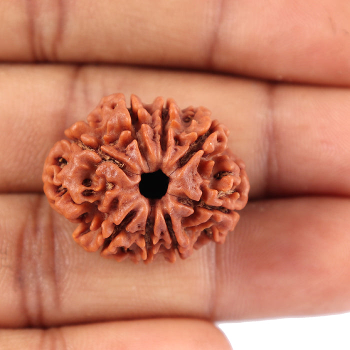 8 Mukhi Nepalese Rudraksha - Bead No. 64