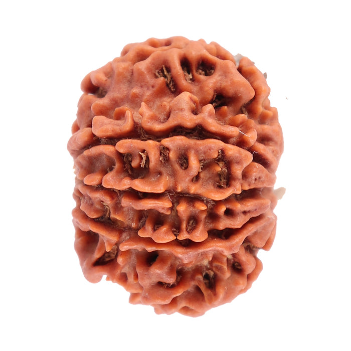 8 Mukhi Nepalese Rudraksha - Bead No. 64