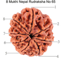 Load image into Gallery viewer, 8 Mukhi Nepalese Rudraksha - Bead No. 65
