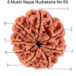8 Mukhi Nepalese Rudraksha - Bead No. 65