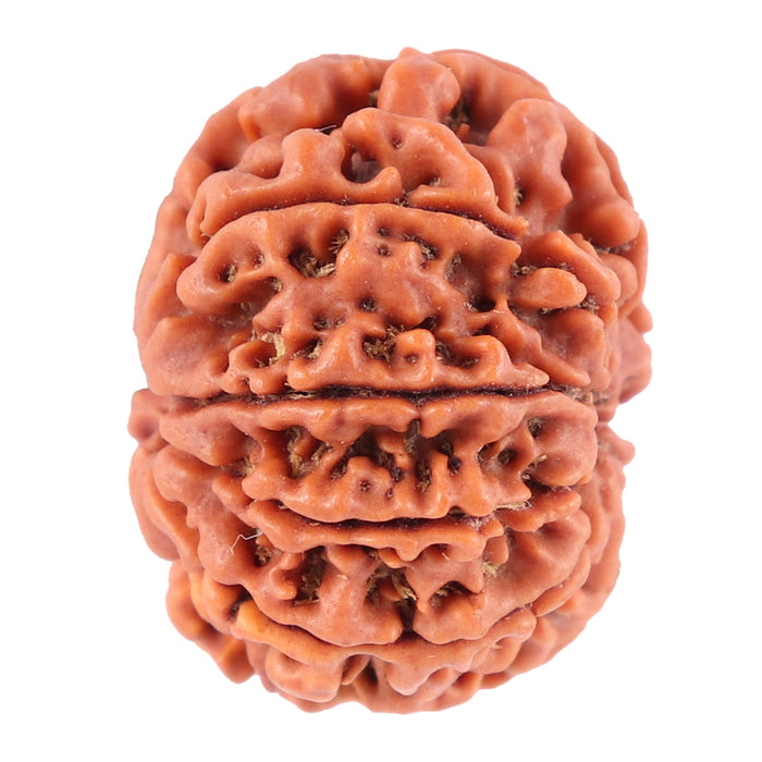 8 Mukhi Nepalese Rudraksha - Bead No. 65